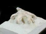 Taxocrinus Crinoid Fossil - Crawfordsville, Indiana #42786-1